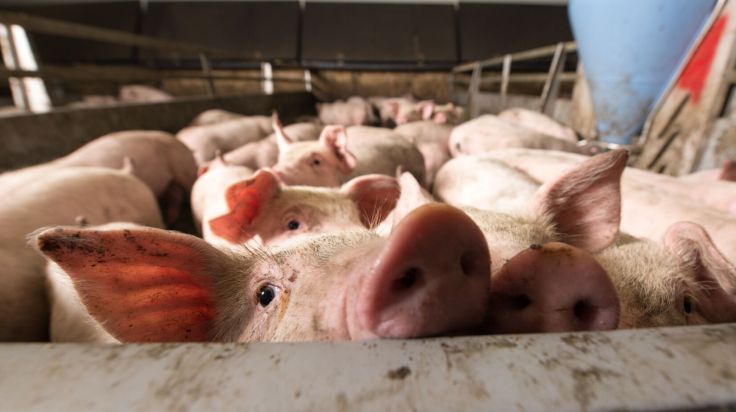 Tragödie: Mehr als 1600 Tiere verbrennen bei Feuer in Schweinestall