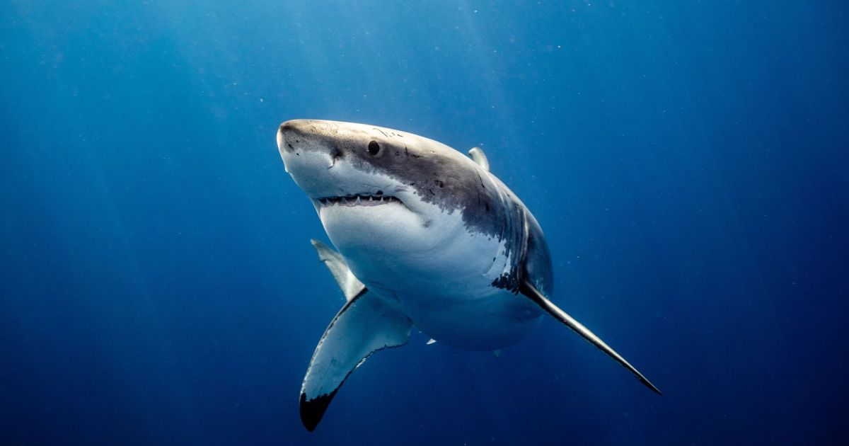 Great white shark attacks lifeguard in the USA