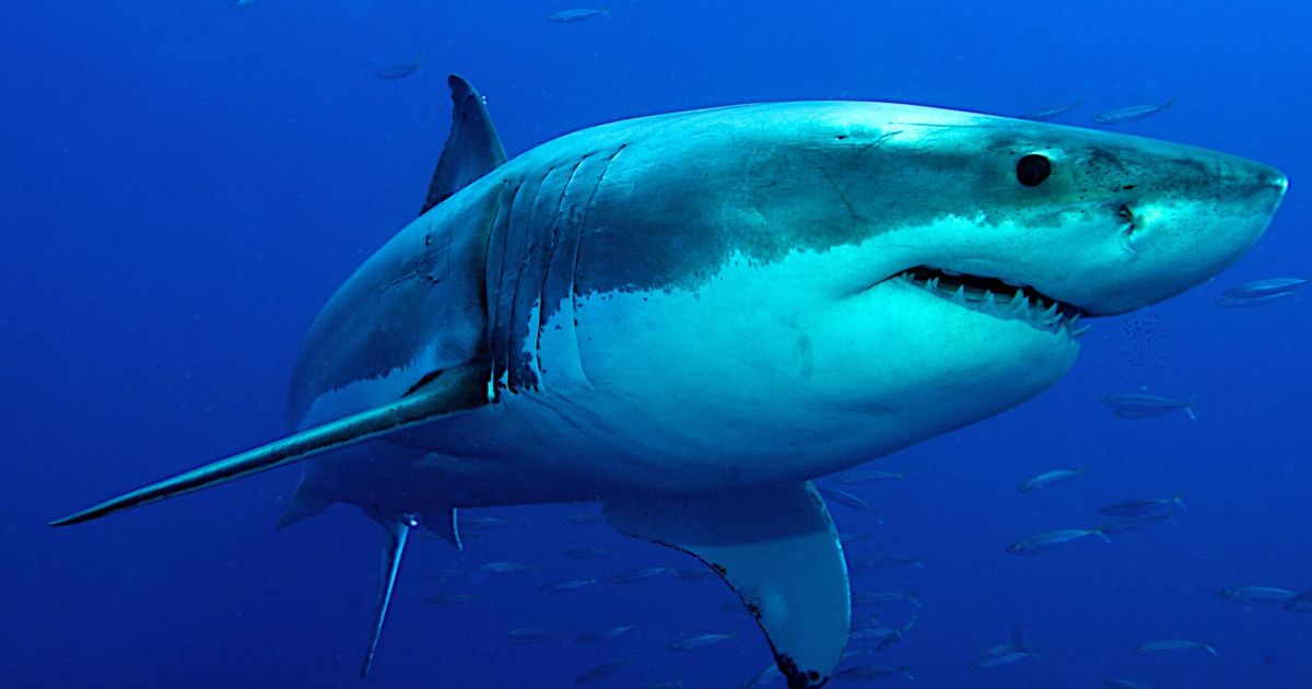 After fatal attack: Australia launches hunt for great white sharks