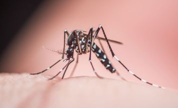 West-Nil-Virus erreicht 16 europäische Länder