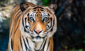 Tragödie: Mann stirbt bei Tigerangriff in Zoo
