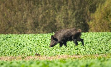 Burgenländischer Fußballverein muss Spiel wegen Wildschweinen absagen