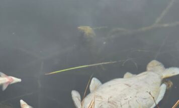 Tote Fische steigen im Höllerersee an die Oberfläche