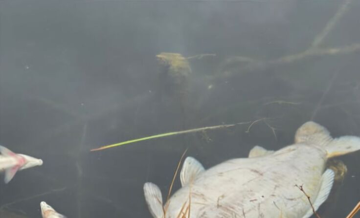 (Bildrechte: Anton Schallmoser)