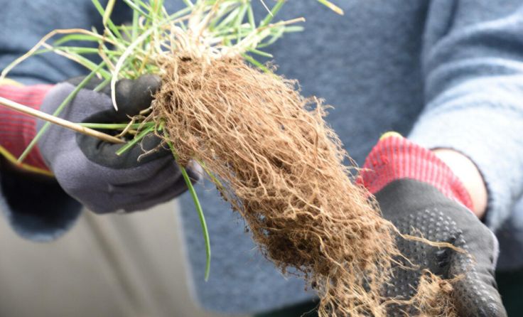 Die Wurzeln werden komplett von der Erde befreit. (Foto: Peter Wurst)