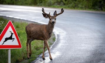 Achtung vor Wildwechsel im Frühling