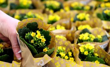 Blumen bleiben Klassiker zum Muttertag in Oberösterreich