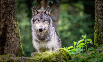 Wie Oberösterreich mit der Rückkehr des Wolfes umgeht