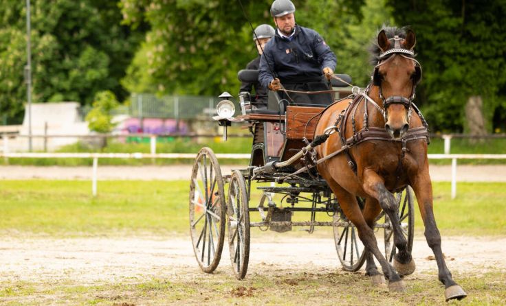 Bewerbe in den Disziplinen Dressur und Kegelfahren stehen auf dem Programm. (Foto: Monika Schmid)