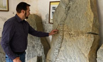 Pinsdorfichnus-Fossilien bleiben in Pinsdorf gesichert
