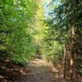 Infoveranstaltung: Klimafitte Mischwälder der Zukunft
