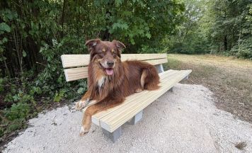 Erste Verbesserungen für Hunde-Freilaufzone im Wasserwald umgesetzt