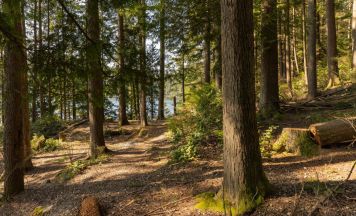 Kostenloser Waldspaziergang in Lichtenberg für Frauen