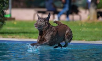 Grüne wollen Hundebadetag in Linzer Freibädern ermöglichen