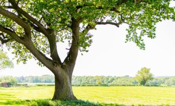 Wander-Performance und Baumpflanzung in Eferding