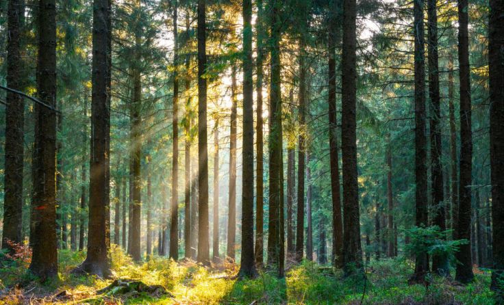 Gegenüber dem Baustoff Holz gibt es immer noch Vorurteile. (Foto: Alexander Kirch/stock.adobe.com)