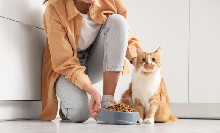 Klassiker: Die Katze des Nachbarn füttern. (Foto: Leonid Iastremskyi/stock.adobe.com)