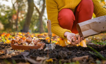 Frühlingsblüher von September bis November setzen