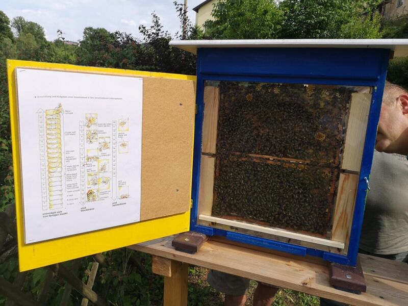 bienenschaukasten-des-imkervereines-vichtenstein