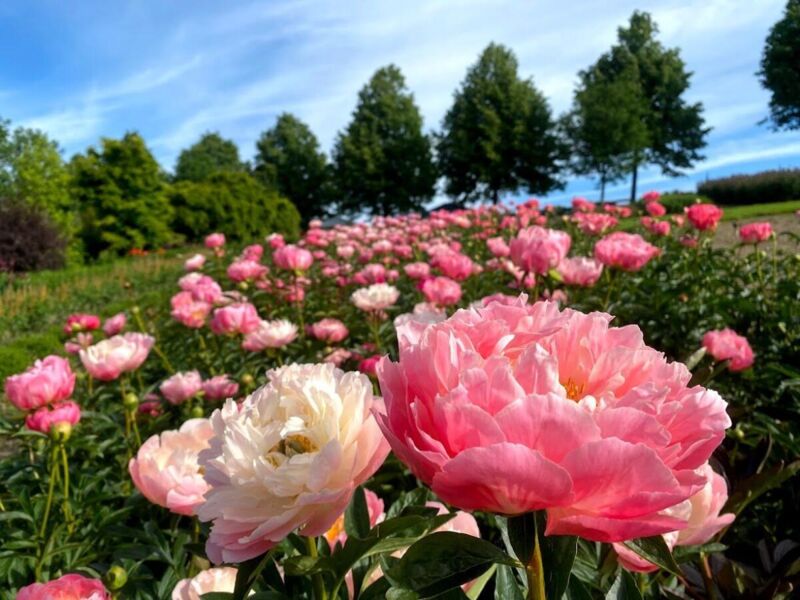 Pfingstrosenausstellung im Garten der Geheimnisse