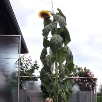 Überdimensionale Sonnenblume als Blickfang in Schwertberger Garten