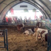 Rieder Messe zeigt die größten Tierschauen Österreichs