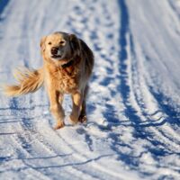Hund entdeckte beim Spazierengehen Schwerverletzten