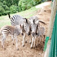 Namen für süße Zebra-Fohlen gesucht