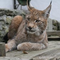 Jägerschaft lernt mit dem Luchs im Böhmerwald zu leben