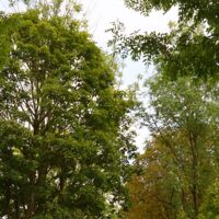Naturschutzbund macht sich für Schlägler Allee stark