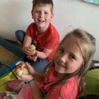 Wenn das Klassenzimmer zur Kinderstube wird: Elf Küken sind in der Volksschule St. Ulrich geschlüpft