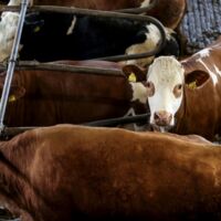 UPDATE: Brucellose im Mühlviertel weitet sich aus - auch zwei Menschen sind erkrankt