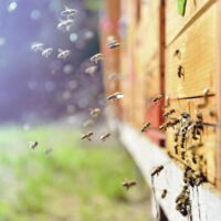 Bienen für den eigenen Garten kann man auch mieten