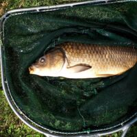 Karpfenfischen zu Ferienbeginn: Neuer Verein will wieder mehr Kinder zum Angelsport bringen