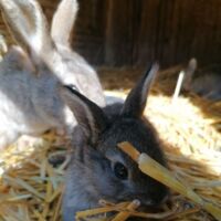 Corona-Sperre macht dem Tierpark Altenfelden schwer zu schaffen