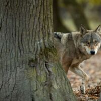 Toter Wolf in Helfenberg gefunden - Untersuchung soll Klarheit schaffen