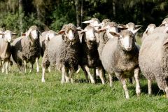 Natürlich düngen mit Schafwolle