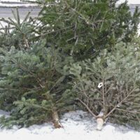 Linz AG holt ab 7. Jänner Weihnachtsbäume kostenlos ab