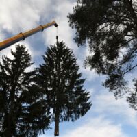Der Linzer Weihnachtsbaum 2019 kommt aus Freistadt