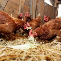 Vogelgrippe in Bayern nachgewiesen: Stallhaltungspflicht für heimisches Geflügel