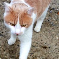 Kater Toni sucht seinen Menschen zum Kuscheln