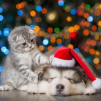 Fellnasen gehören nicht unter den Christbaum