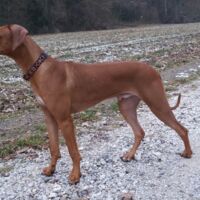 Happy End für Tafari: Rhodesian Ridgeback Rüde ist wieder da