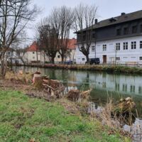 Biber sorgt für massive Baumschäden im Wehrgraben