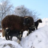 Besucherrekord im Linzer Zoo