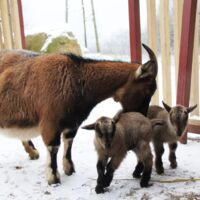 Babyboom im Linzer Zoo