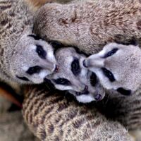 Besucherrekord im Linzer Zoo