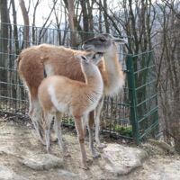 Linzer Zoo-Tiere sind winterfest