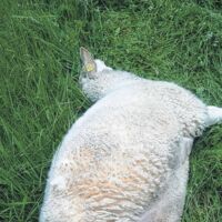 Schafrisse in Weyer: Wolf in Verdacht