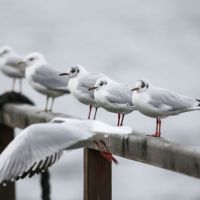 Vogelgrippe bei toter Möwe in Gmunden bestätigt